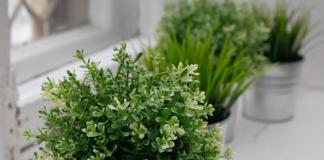 Какие цветы лучше всего подойдут для кухни?